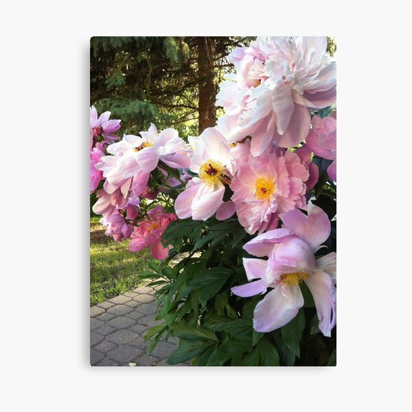 Magic in the Peonies Canvas Print