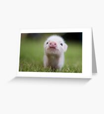 Cute Baby Piggy Greeting Card