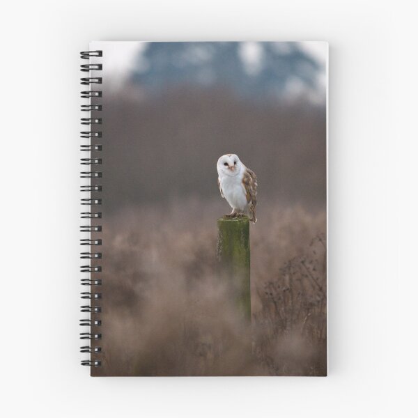 Item preview, Resting Barn Owl designed and sold by Robert  Geldard.