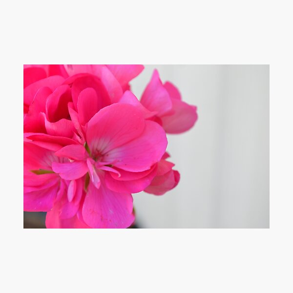 Energized Geranium Photographic Print