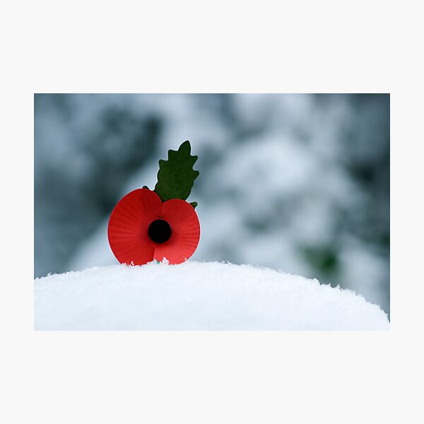 Aperçu de l'œuvre Poppy in the Snow créée et vendue par Ian Elmes.
