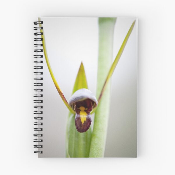 Item preview, Orthoceras strictum - Horned Orchid designed and sold by Malcolm Garth.