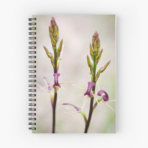 Item preview, Cryptostylis leptochila - Small Tongue Orchid designed and sold by Malcolm Garth.