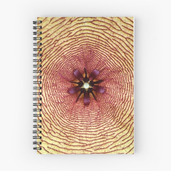 Item preview, Star fish, Stapelia gigantea, South Africa designed and sold by Schoensl.