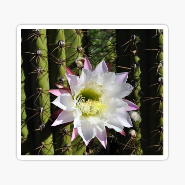 Item preview, white cactus flower Chile designed and sold by Schoensl.