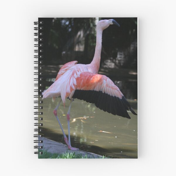 Item preview, Flamingo  designed and sold by barnesphotos.
