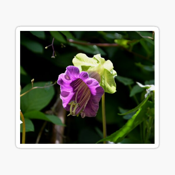 Item preview, Cathedral Bells Flower, Peru designed and sold by Schoensl.