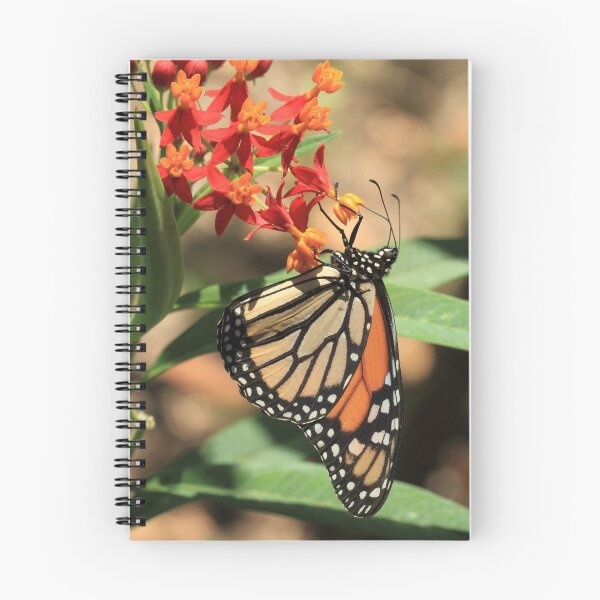 Item preview, Monarch butterfly on milkweed flowers, Gibraltar designed and sold by Michael Field.