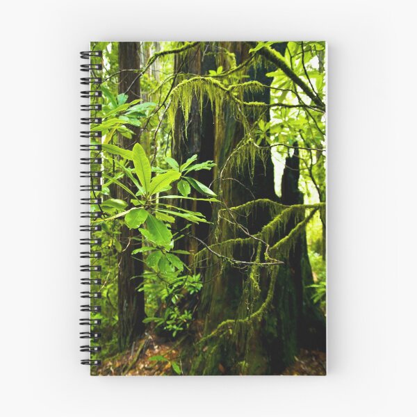 Aperçu de l'œuvre Forêt de séquoia créée et vendue par bonsta.