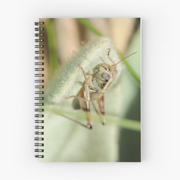 Aperçu de l'œuvre Grasshopper on Fuzzy créée et vendue par bluefishrun.