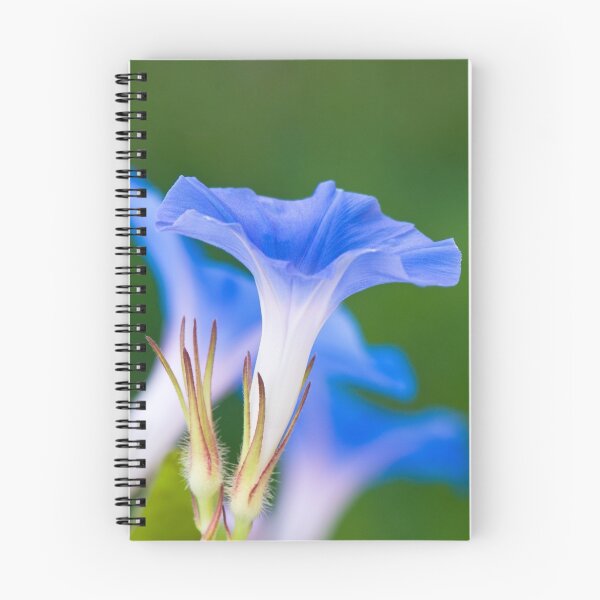 Item preview, Blue Morning Glory designed and sold by Oscar Gutierrez.