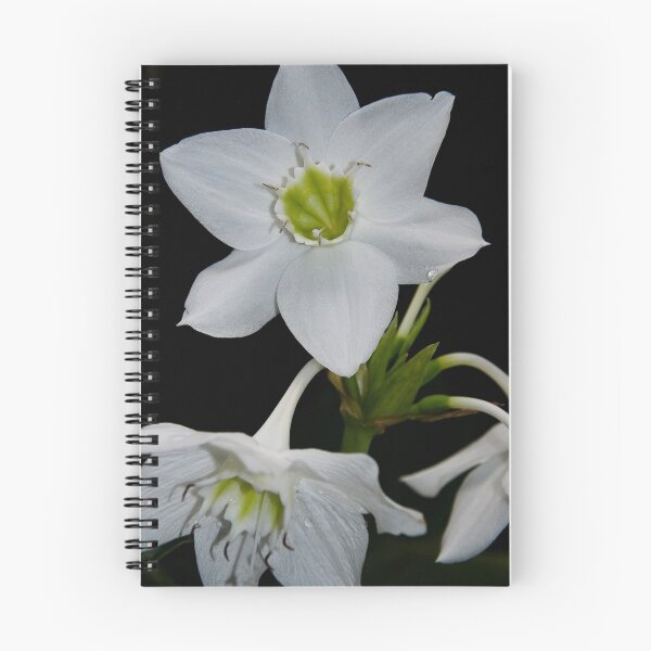Item preview, Such Beauty designed and sold by Kasey Cline.