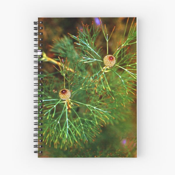 Aperçu de l'œuvre pine cones créée et vendue par JohnHDodds.