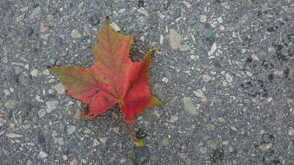 Maple Leaf on gravel by svehex