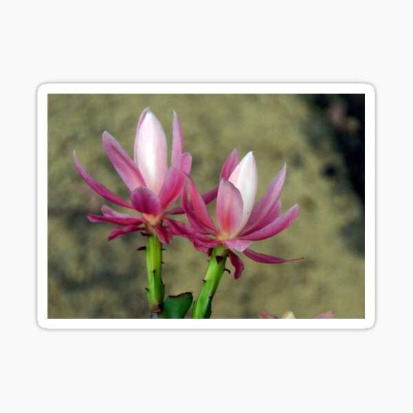 Item preview, Cacti - Magpie Springs - Adelaide Hills Wine Region - Fleurieu Peninsula - South Australia designed and sold by MagpieSprings.