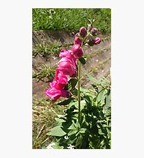 Snapdragon Photographic Print