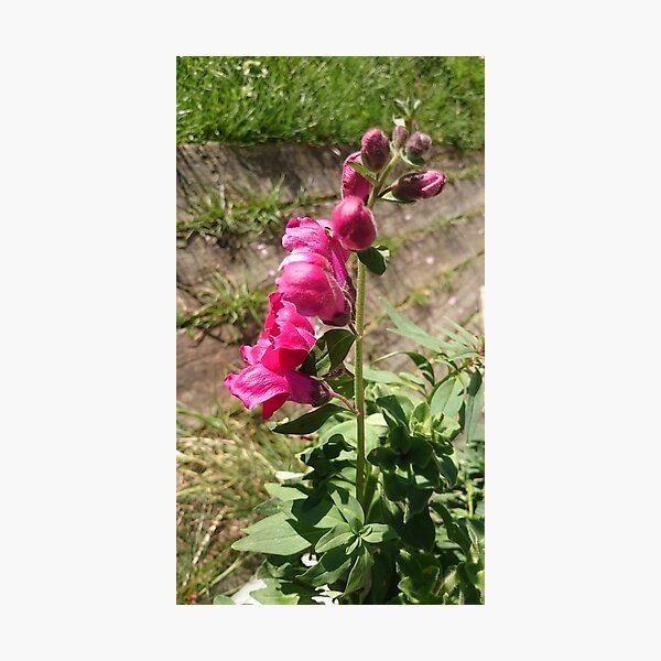 Snapdragon Photographic Print