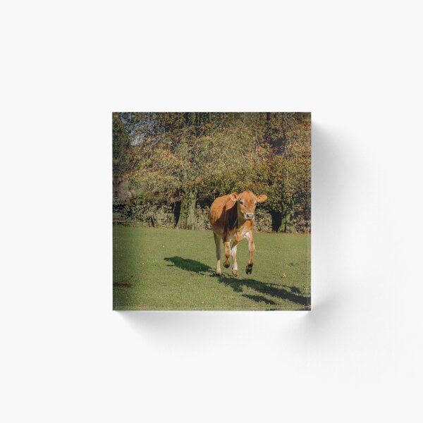 Item preview, Jersey Heifer disfrutando del sol de otoño designed and sold by Clare Gelderd.