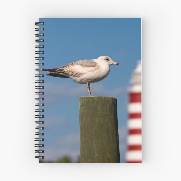 Item preview, Seagull, Hope Town Lighthouse, Abaco, Bahamas designed and sold by Shane Pinder.
