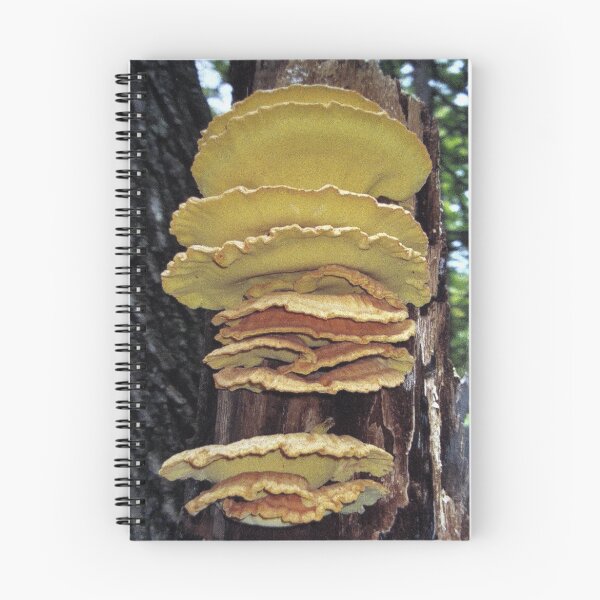 Item preview, Woodland Treasure designed and sold by Rusty (Helen)  Valenza.