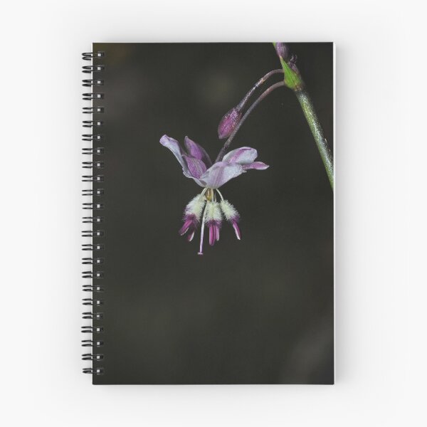 Item preview, Arthropodium milleflorum designed and sold by Colin12.