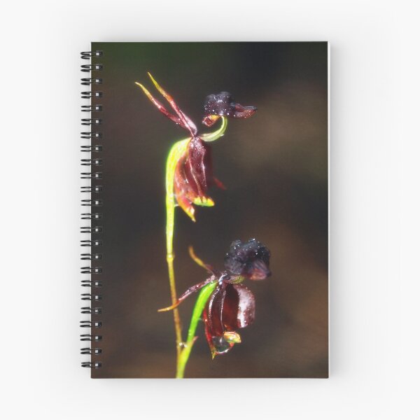 Item preview, Caleana Major (Flying Duck Orchids) Morwell NP designed and sold by Bev Pascoe.