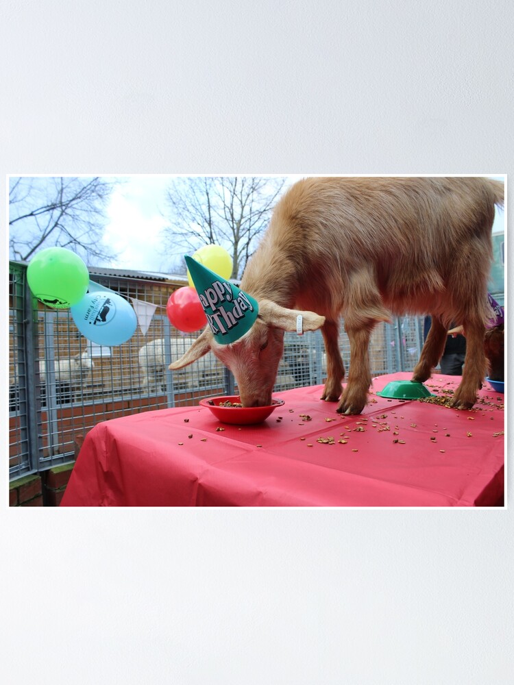 Poster Vauxhall City Farm Chevre Joyeux Anniversaire Wilma Par Vauxhallfarm Redbubble