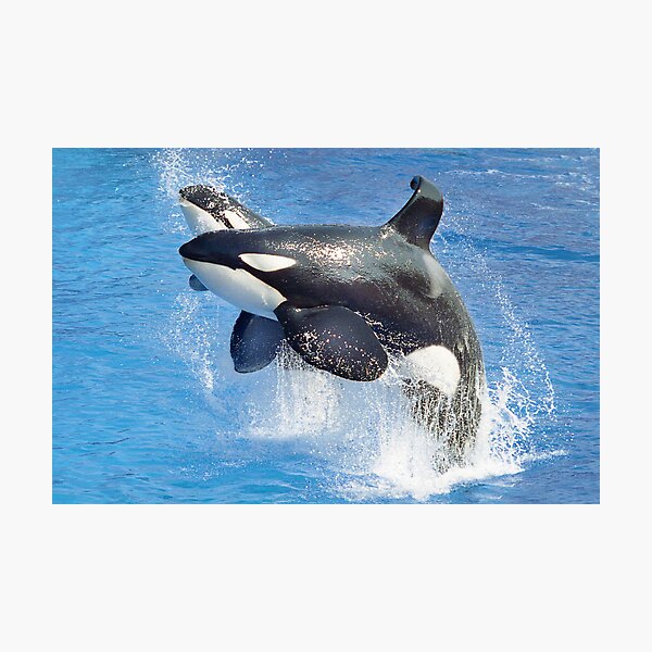 Shamu and Baby Shamu Photographic Print