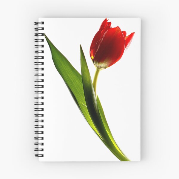 Item preview, red tulip - #2 designed and sold by Ronny Falkenstein.