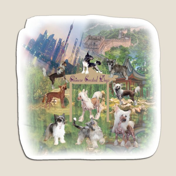 Chinese Crested Dogs in China Magnet