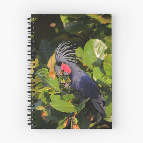 Item preview, Nutcracker - Palm Cockatoo designed and sold by naturalnomad.