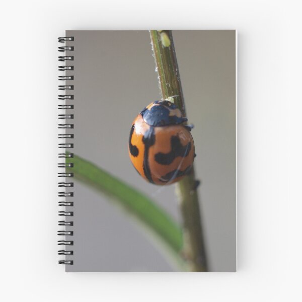 Item preview, Ladybird beetle in Inverell designed and sold by orkology.