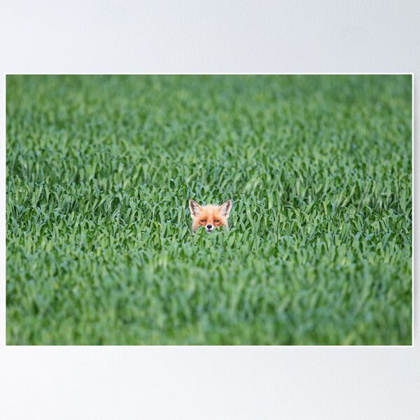 Item preview, In The Greenery - Red Fox designed and sold by Remo Savisaar.