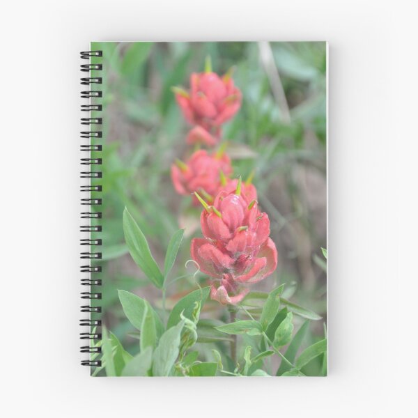 Item preview, Indian Paint Brush designed and sold by Camaro1.