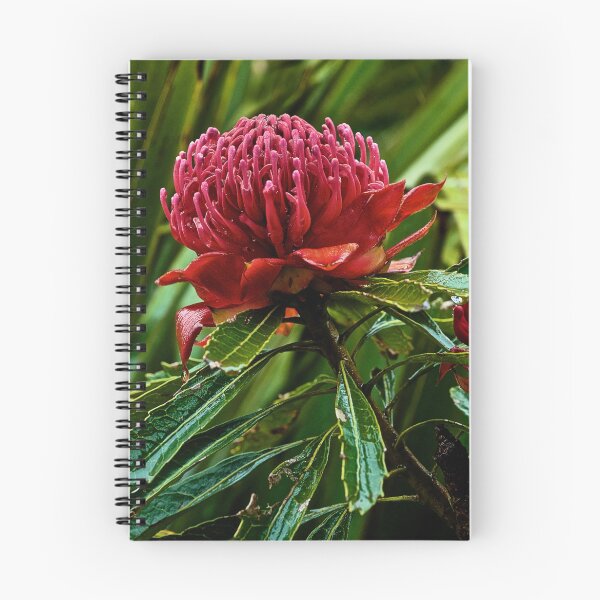 Item preview, Waratah designed and sold by Dianne English.