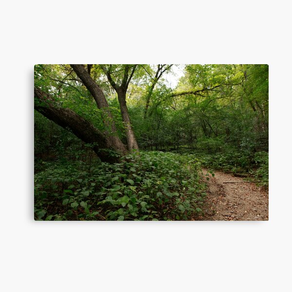 Refuge trail Canvas Print