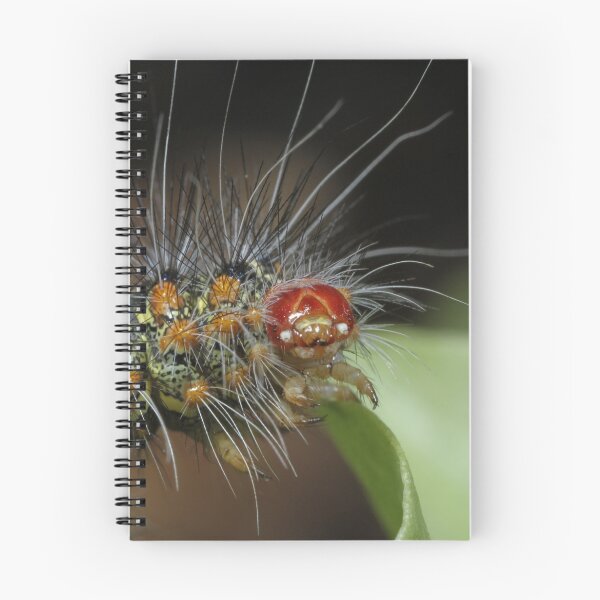 Item preview, Caterpillar close-up designed and sold by Etwin.