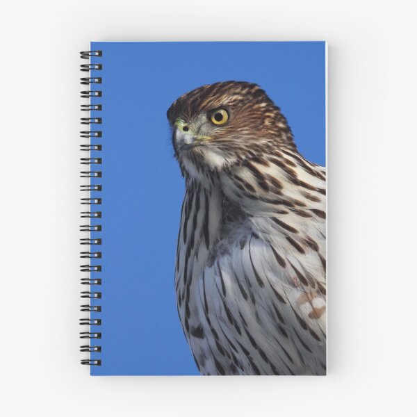 Item preview, Cooper's Hawk designed and sold by Rob Lavoie.