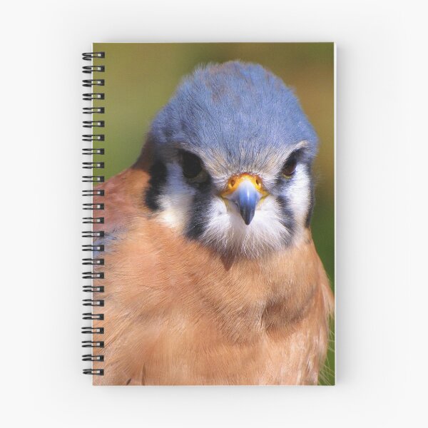 Artikelvorschau, American Kestrel ~ Portrait  entworfen und verkauft von Luck of the Shutter.