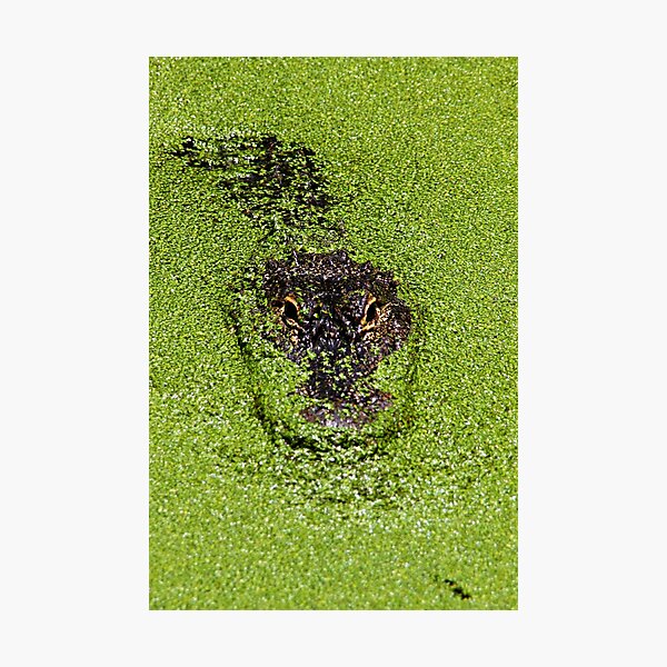 Item preview, Swamp Monster designed and sold by Dana Yoachum.