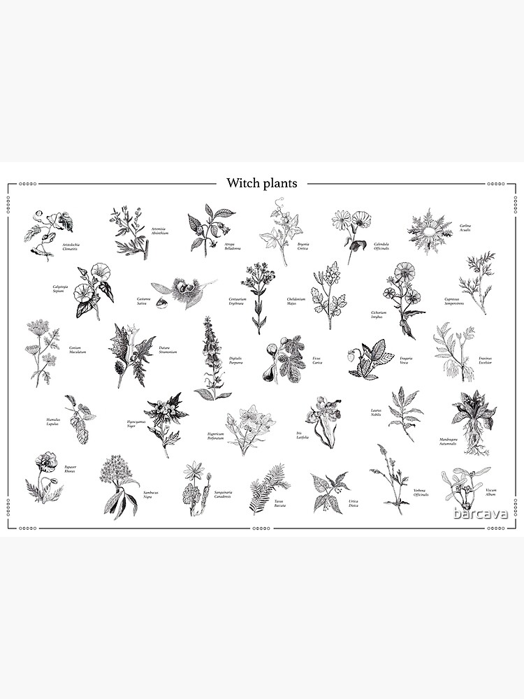 Witch plants de barcava