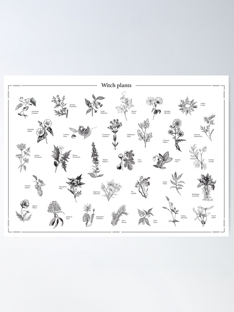 Vista alternativa de Póster Witch plants