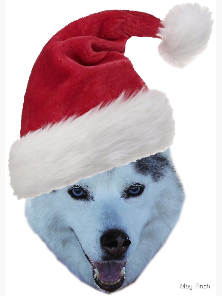 husky with santa hat