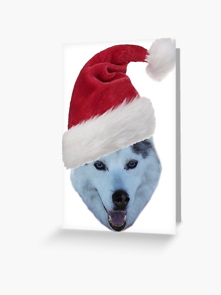 husky with santa hat