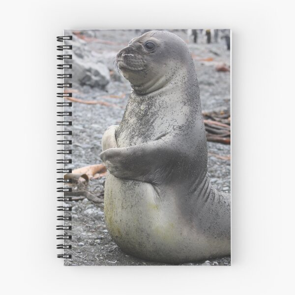 Item preview, Young elephant seal designed and sold by Marion Joncheres.