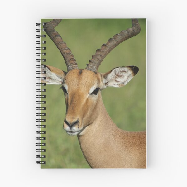 Artikelvorschau, Impala Ram entworfen und verkauft von Tara Pirie.
