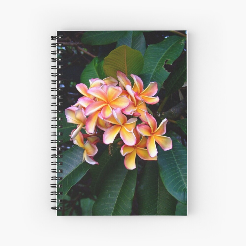 redcliffe greeting cards