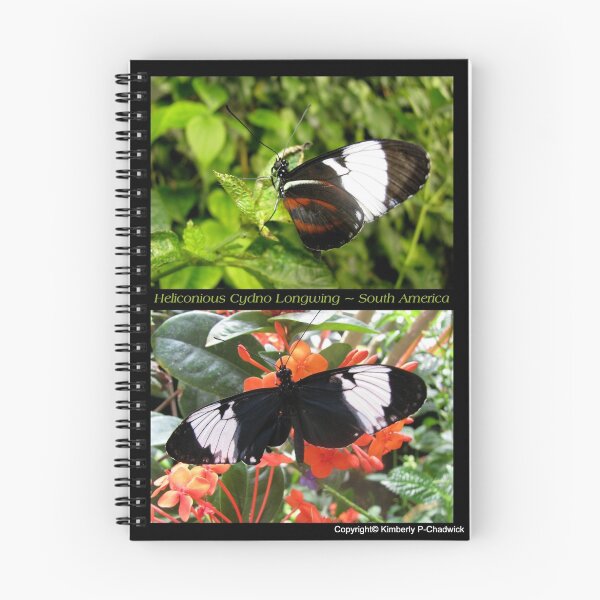 Item preview, Butterfly (South America) ~ Heliconius cydno designed and sold by Luck of the Shutter.