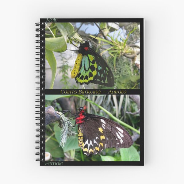 Item preview, Butterfly (Australia) ~ Cairns Birdwing  ♂ & ♀ designed and sold by Luck of the Shutter.