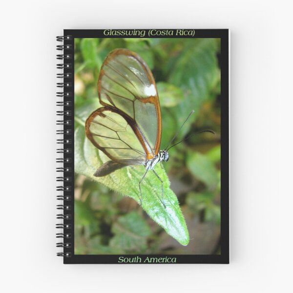 Item preview, Butterfly (S. America, Costa Rica) ~ Glasswing designed and sold by Luck of the Shutter.
